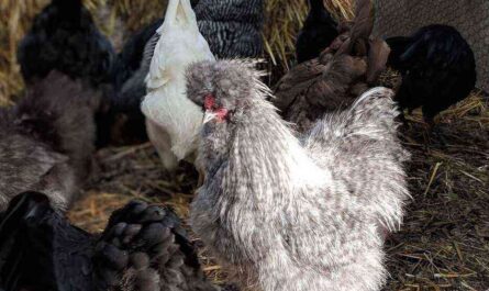 الدجاج: التطعيم المنزلي للدجاج
