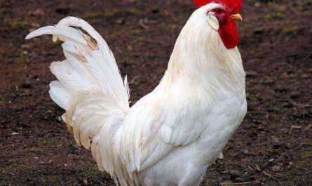 تكاثر الدجاج ذو الذيل الأبيض الأحمر