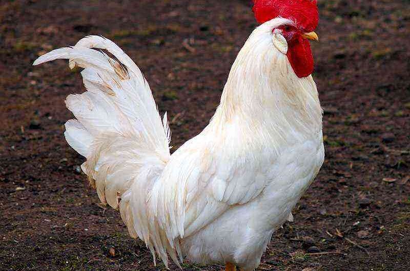 تكاثر الدجاج ذو الذيل الأبيض الأحمر