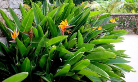 5 أنواع من نبات الستريليتزيا – نبات يشبه طائر الجنة