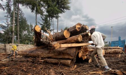 5 حقائق عن خشب البتولا يجب أن تعرفها قبل زراعتها في الموقع