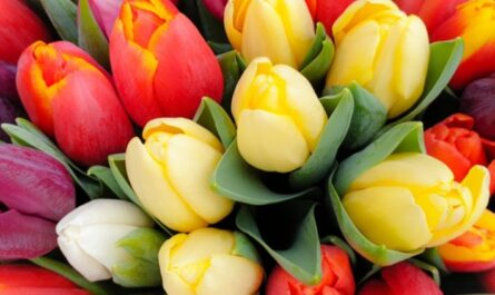 أجمل أنواع زهور التوليب: جمال الربيع الأول (صورة)