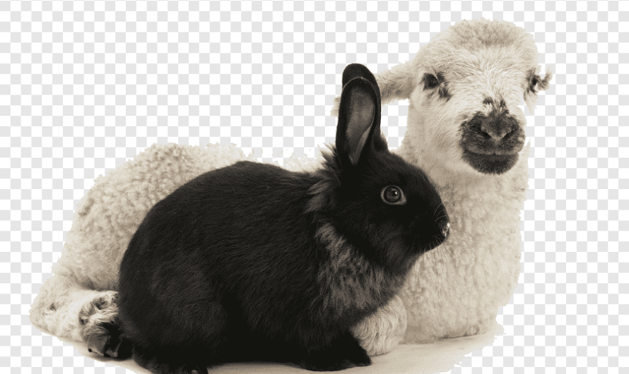 أرنب خروف قزم