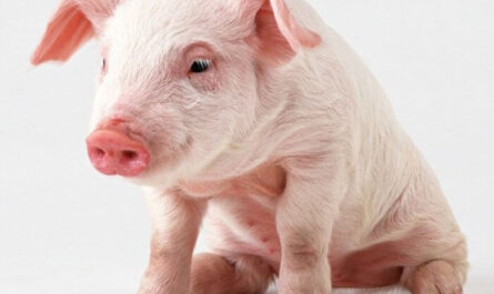 أسباب وعلاج داء باراكيراتوس في الخنازير