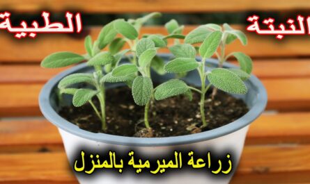 أسرار زراعة المريمية من البذور: كيفية الحصول على شتلات صحية