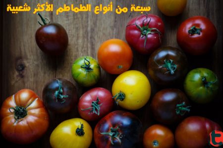أصناف الطماطم عالية الغلة: أي منها تفضل؟