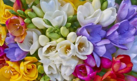 أصناف منخفضة النمو من الزهور لسرير الزهرة: مجموعة مختارة من أفضل الخيارات