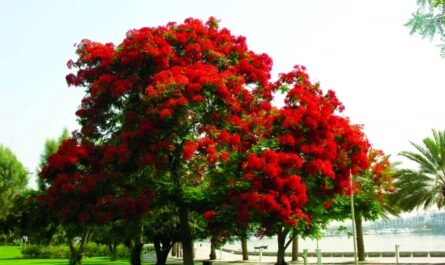 أفضل 5 أشجار وشجيرات بأوراق الشجر الحمراء: سحر حديقتك