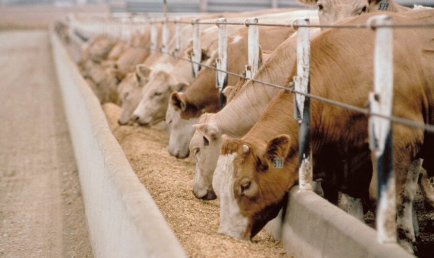 أمراض الأطراف في الأبقار والماشية