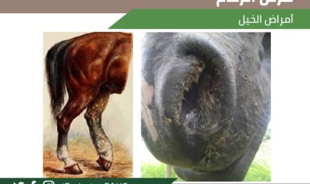 أمراض الخيول