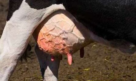 أمراض الضرع في الأبقار
