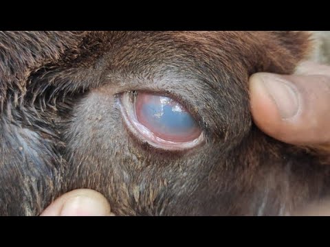 أمراض العيون في الماشية