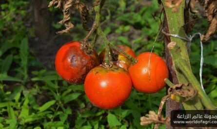 أمراض شتلات الطماطم: الوصف مع الصورة