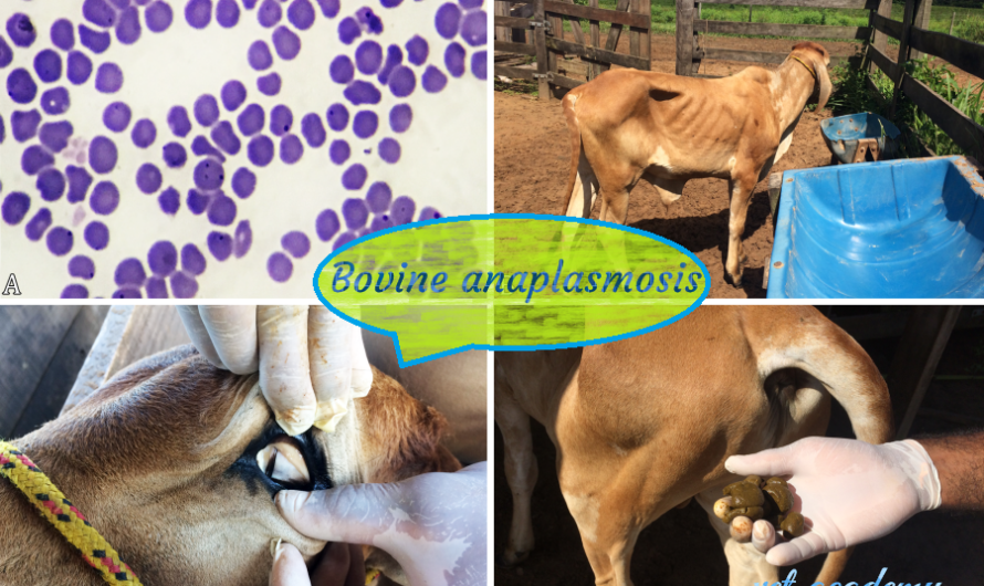 أنابلازما الماشية: طرق العدوى والأعراض والعلاج والوقاية