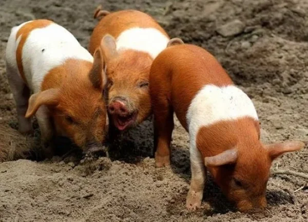 أنواع BMVD للخنازير