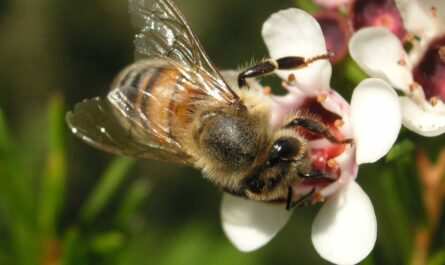 أنواع النحل: انظر أهمها وخصائصها