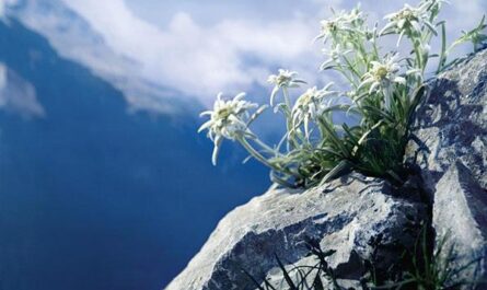 إديلويس جبال الألب: وصف ونمو الزهرة