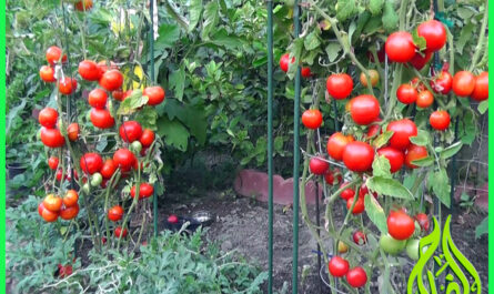إن التغذية السليمة للطماطم بعد الزراعة هي مفتاح الحصاد الجيد
