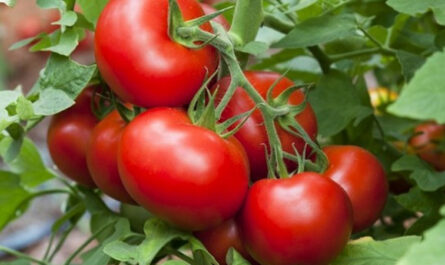 إن تغطية الطماطم التي يتم إجراؤها بشكل صحيح هي المفتاح لتحقيق حصاد جيد وتوفير العمالة