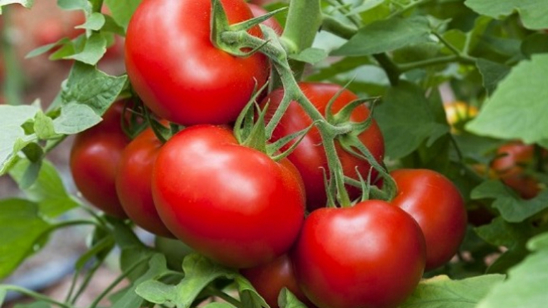 إن تغطية الطماطم التي يتم إجراؤها بشكل صحيح هي المفتاح لتحقيق حصاد جيد وتوفير العمالة