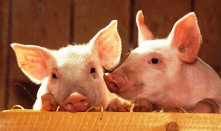 الأمراض الجلدية للخنازير والخنازير