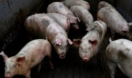 الأمراض غير المعدية للخنازير