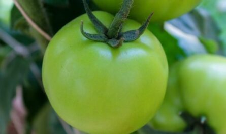 الاثمار الوفيرة والنمو السريع - القواعد الأساسية لتغذية الطماطم بالفوسفور