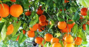 التخضير: مرض عضال يهدد محاصيل البرتقال
