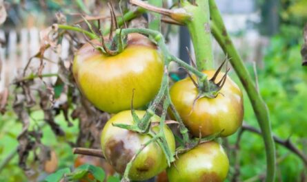 التعرف بسرعة - العلاج في الوقت المناسب: لماذا يحدث تعفن نهاية الزهرة على الطماطم وكيفية التعامل معه