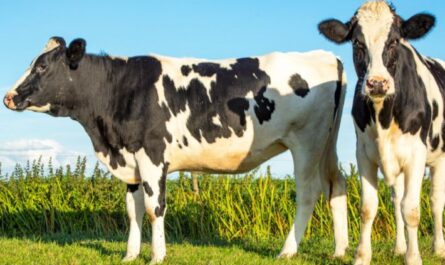 التغذية السليمة للأبقار بعد الولادة