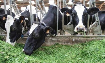 التغذية السليمة للأبقار والماشية