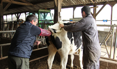 التلقيح الاصطناعي للأبقار