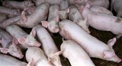 التهاب الأنف الضموري المعدي للخنازير