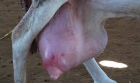 التهاب الضرع المصلي في الأبقار