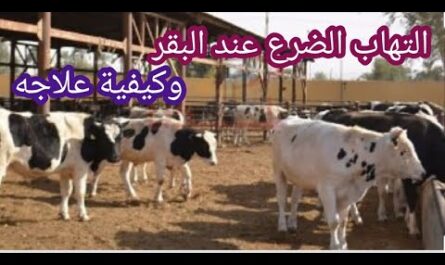 التهاب الضرع النزفي في الأبقار