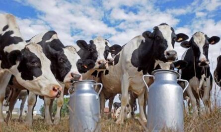 التهاب الضرع النزلي في الأبقار