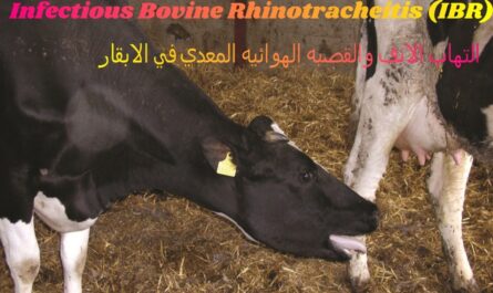 التهاب القصبة الهوائية المعدية في الماشية
