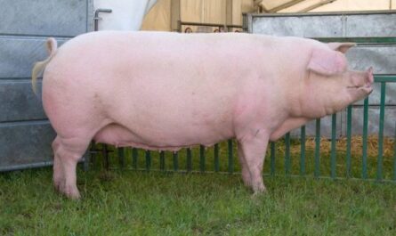 الخنازير الفيتنامية: الوزن بالأشهر ووزن الجسم في مختلف الأعمار