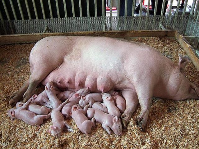الخنزير الفيتنامي: الرعاية والصيانة