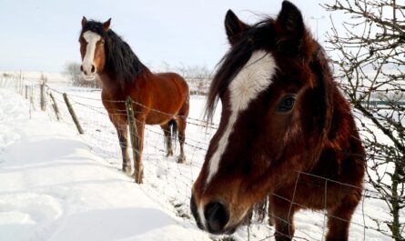 الخيول في الشتاء
