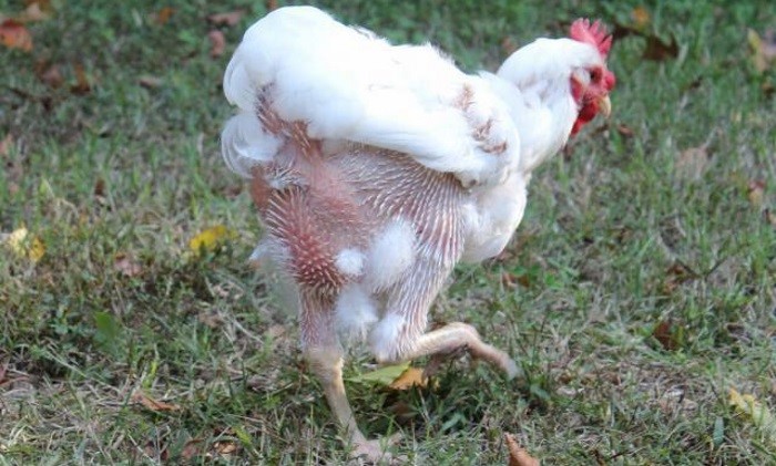 الدجاج: أسباب الصلع في الدجاج