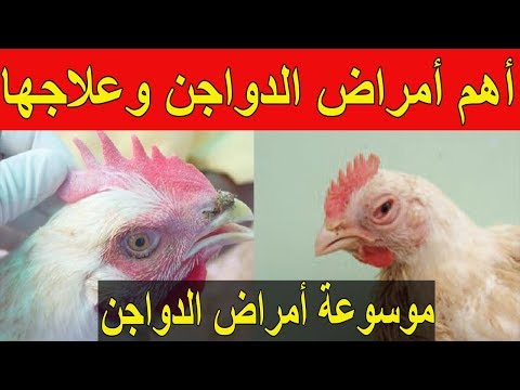 الدجاج: أمراض الدجاج اللاحم