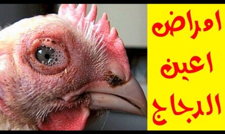 الدجاج: أمراض العيون في الدجاج