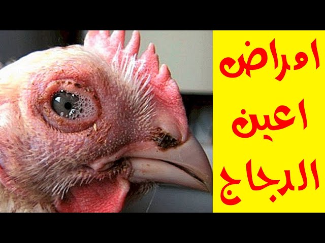 الدجاج: أمراض العيون في الدجاج