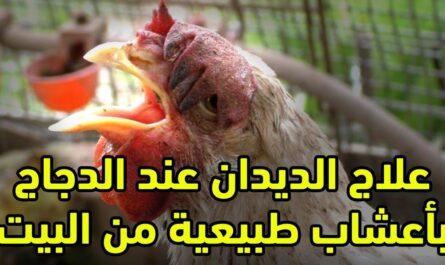 الدجاج: إزالة الديدان من الدجاج