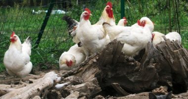 الدجاج: الإسهال مع وجود جزيئات الدم في الدجاج: ما السبب وكيفية علاجه