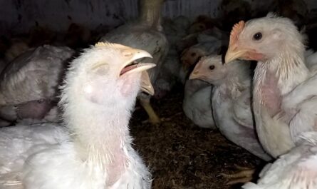 الدجاج: التهاب الحنجرة والرغامى