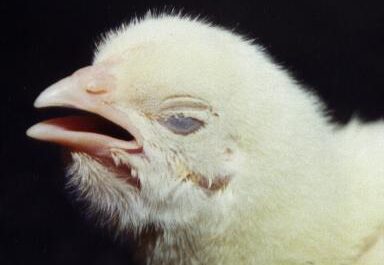 الدجاج: التهاب الشعب الهوائية المعدية