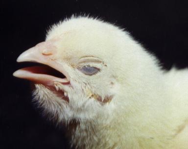 الدجاج: التهاب الشعب الهوائية المعدية