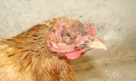 الدجاج: التهاب الصفاق اللعابي في الدجاج